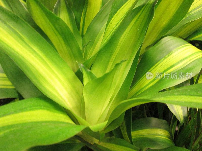 龙齿龙的杂色叶子'马桑卡纳'室内植物/玉米植物形象